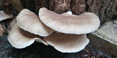 Mushroom Growing primary image