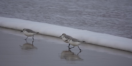 SeaScapes: Family wildlife walk- Souter to Jackie’s Beach