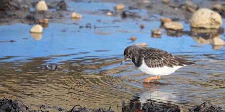 SeaScapes: Family wildlife walk- Souter lighthouse to Marsden Beach