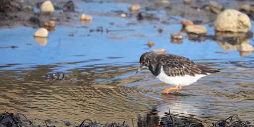 SeaScapes: Family wildlife walk- Souter lighthouse to Marsden Beach primary image