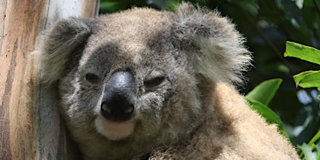 Koala Habitat Planting Day