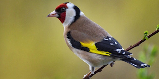 Hauptbild für Wildlife photography workshop - BIRDS
