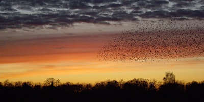 Imagen principal de Wildlife photography workshop - BASICS