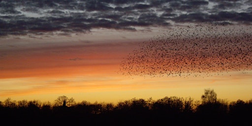 Primaire afbeelding van Wildlife photography workshop - BASICS