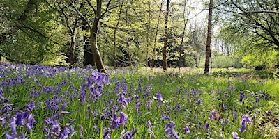 Imagen principal de Forest bathing with bluebells