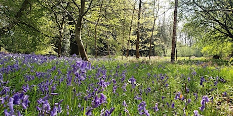 Forest bathing with bluebells
