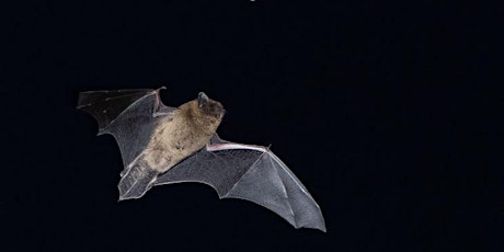 Bat Walk at Gearchoille Community Wood