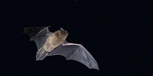 Bat Walk at Gearchoille Community Wood primary image