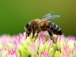 Hauptbild für Bees, Butterflies and Garden Glory