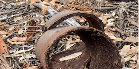 Exploring Leaf Litter with Ann Cremean