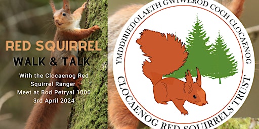 Red Squirrel Walk and Talk with the Ranger: Wiwerod Coch Crwydro a Mwydro primary image