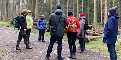 Red Squirrel Walk and Talk with the Ranger: Wiwerod Coch Crwydro a Mwydro primary image