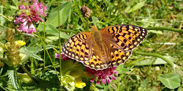Bees and Butterflies of Crymlyn Burrows