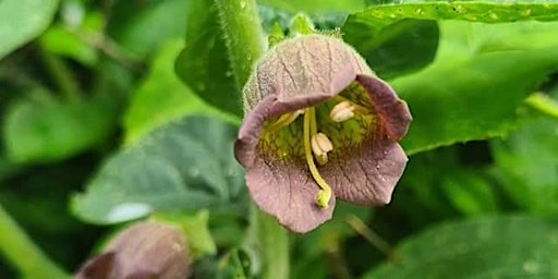 Imagen principal de Coastal Plants and Rare Poisons