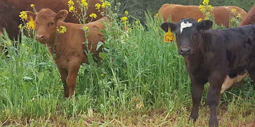 Cattle Reproduction Workshop primary image