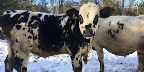 Christmas with the Cows