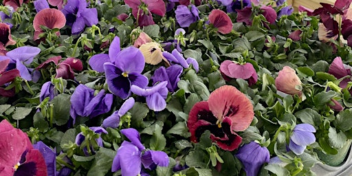 Hauptbild für Seasonal Kokedamas: It's Pansie Season!