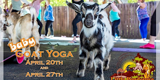 Imagen principal de Baby Goat Yoga