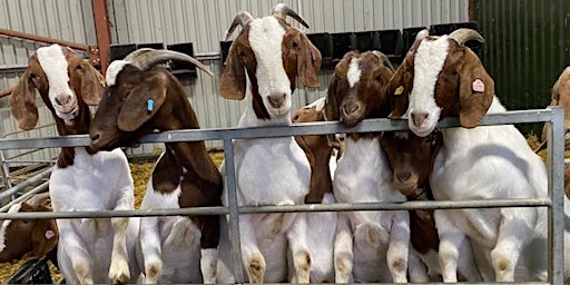 Goat bedtime! Snacks & stories with the kids. primary image