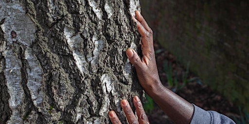 Birch: food, medicine, folklore | Workshop with Lisa Henry primary image