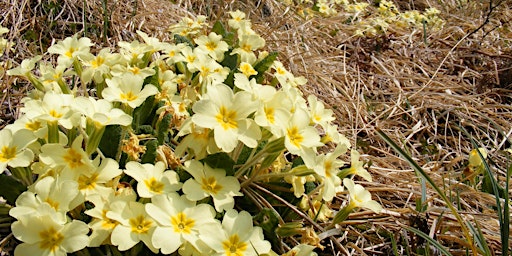 Hauptbild für Spring into Nature!