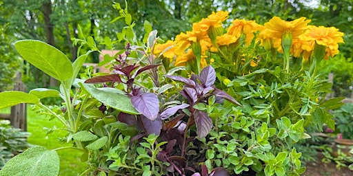 Hauptbild für Insect Repellant Container Garden Seminar