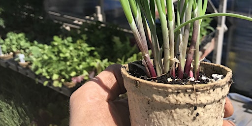 Hauptbild für Seedling Care and Planting Workshop