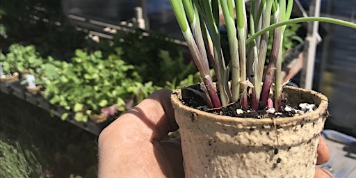 Seedling Care and Planting Workshop primary image