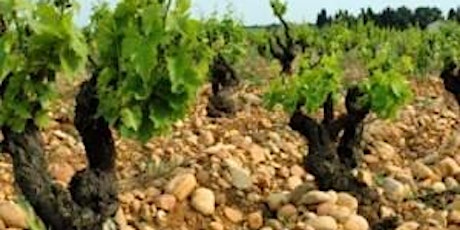 Vines of the Sun: A Southern Rhone Wine Tasting Experience