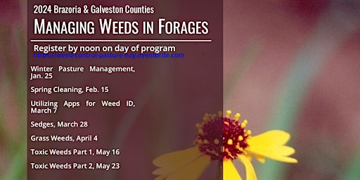 Imagen principal de Weed Control in Forages, On-line Series by Brazoria & Galveston 2024