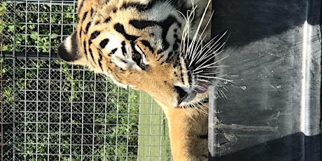 October Big Cats Behind the Scenes, 10/13/19,3pm-5pm primary image