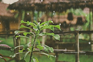 Immagine principale di Raindrops to Roots:  The Essentials of Water-Wise Gardening 