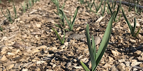 Essentials of No-Till Gardening primary image