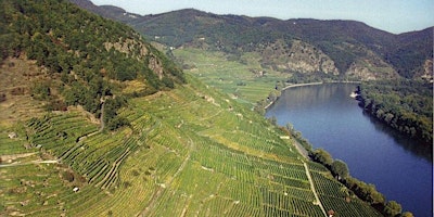 Austrian Wine Tasting with Domäne Wachau primary image