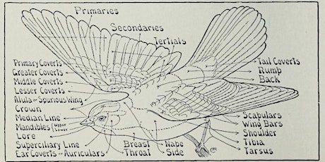 The Basics of Bird Anatomy with Dr. Kathleen Hunt