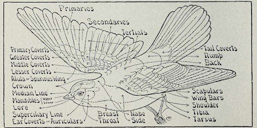 Hauptbild für The Basics of Bird Anatomy with Dr. Kathleen Hunt