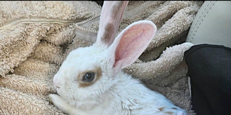 Easter Pictures with a Real Bunny!