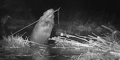 Primaire afbeelding van The Beavers of Coal Creek
