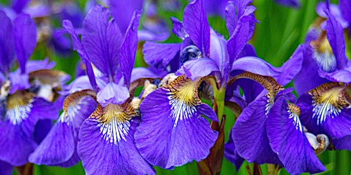 Primaire afbeelding van Native Perennial Rain Garden Seminar