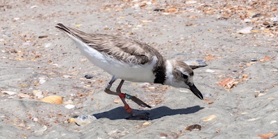 Hauptbild für Identifying Shorebirds Tutorial with Blair Clark and Sue Killeen