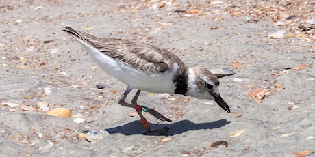 Identifying Shorebirds Tutorial with Blair Clark and Sue Killeen
