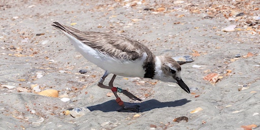 Imagem principal de Identifying Shorebirds Tutorial with Blair Clark and Sue Killeen