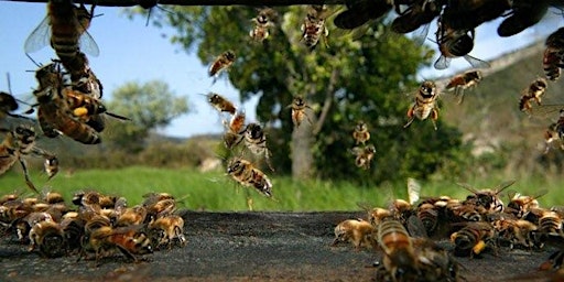 Imagen principal de Intermediate Beekeeping Class - Getting a Sense of Splits