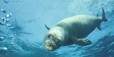 La settimana della Foca Monaca sull'Isola d'Elba primary image