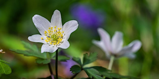 Hauptbild für Crwydro Llennyrch Ramble