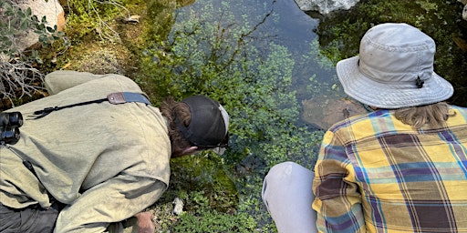 Survey Springs in the Chiricahua Wilderness: April 12-14 primary image
