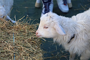 Barnyard Bonanza at The Levee