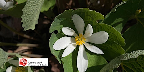 A Spring Plant Wander