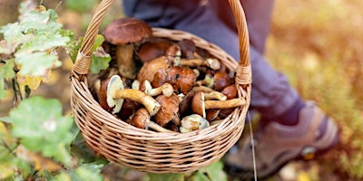 Imagen principal de Foraging Meetup At Coyote Creek