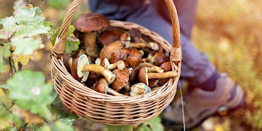 Primaire afbeelding van Foraging Meetup At Coyote Creek